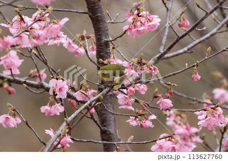 河津桜の蜜を吸いにやってきた可愛い小鳥、メジロ 河津桜の蜜を吸いにやってきた可愛い小鳥、メジロ 113627760