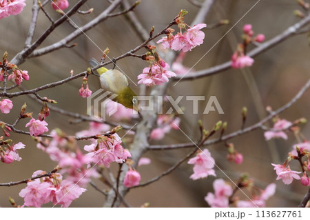 河津桜の蜜を吸いにやってきた可愛い小鳥、メジロ 113627761
