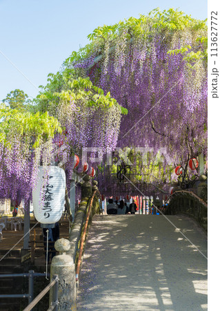 中山の大藤の藤（福岡県柳川市） 113627772