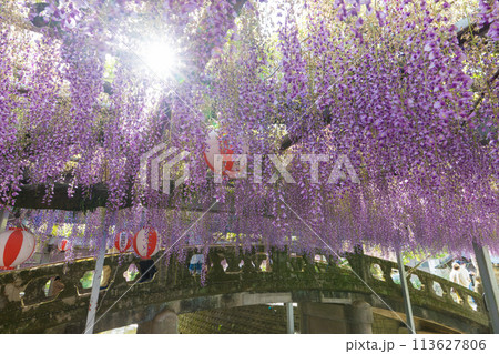 中山の大藤の藤（福岡県柳川市） 113627806