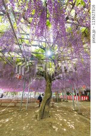 中山の大藤の藤（福岡県柳川市） 113627816