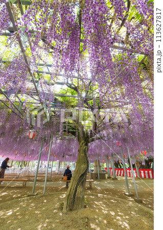 中山の大藤の藤（福岡県柳川市） 113627817