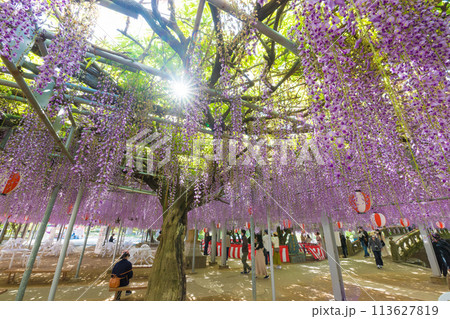 中山の大藤の藤（福岡県柳川市） 113627819