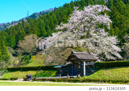 里山に咲く一本桜 里山に咲く一本桜 113628305