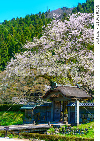桜咲く、紫雲山の横から見る本堂 桜咲く、紫雲山の横から見る本堂 113628306