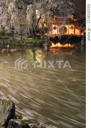 雨上がりの岐阜公園の日中友好庭園の花筏 113628358