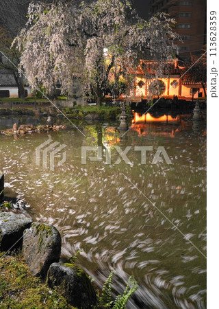 雨上がりの岐阜公園の日中友好庭園の花筏 113628359