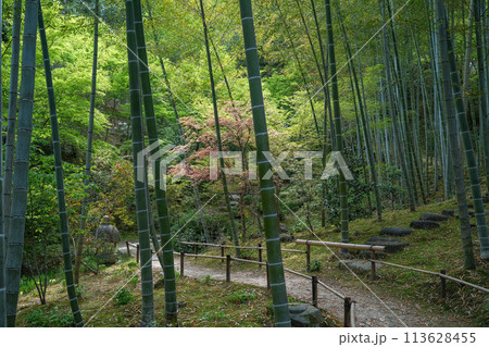 常寂光寺 常寂光寺 113628455