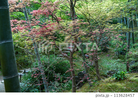 常寂光寺 113628457