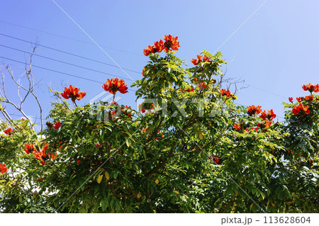 デイゴの花 デイゴの花 113628604