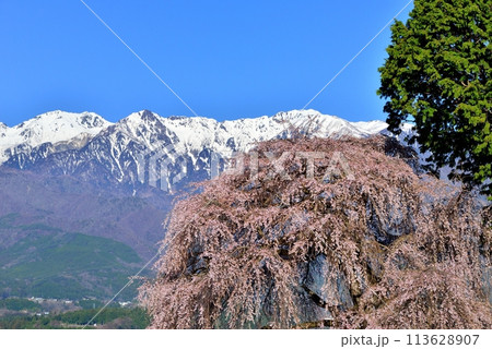 吉瀬のしだれ桜 吉瀬のしだれ桜 113628907