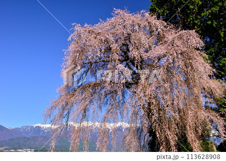 吉瀬のしだれ桜 113628908