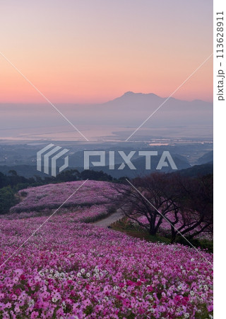 白木峰高原のコスモスと雲仙普賢岳 113628911