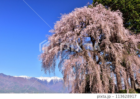 吉瀬のしだれ桜 113628917