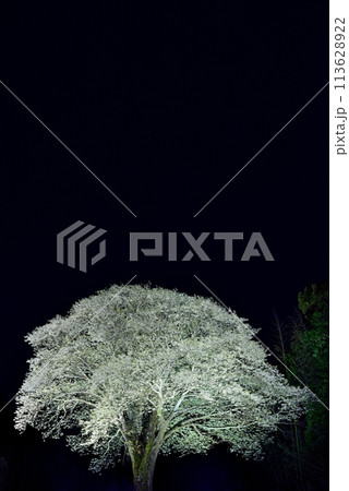ライトアップされた月光桜 113628922