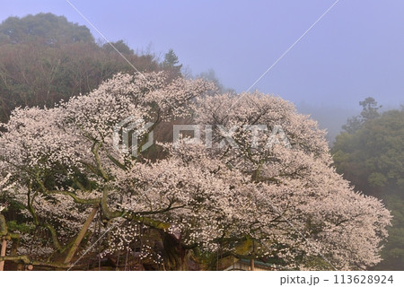 三隅太平桜 三隅太平桜 113628924