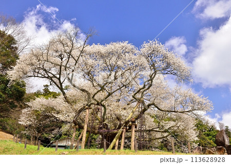 三隅太平桜 113628928