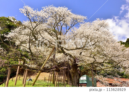 三隅太平桜 113628929