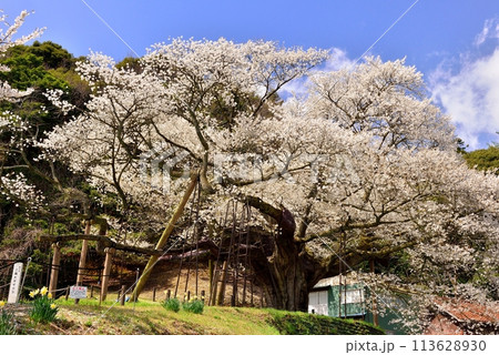 三隅太平桜 113628930