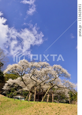 三隅太平桜 三隅太平桜 113628931