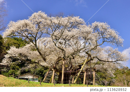 三隅太平桜 113628932