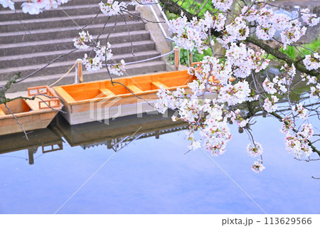 舟着場　新河岸川の満開の桜　小江戸川越　　　 113629566