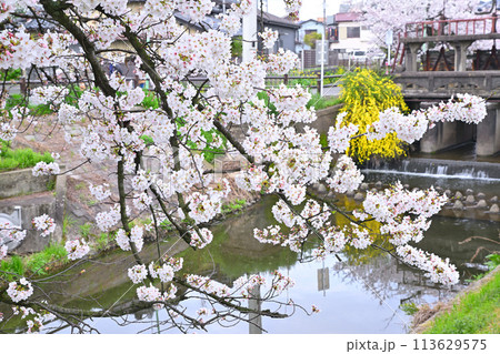 田谷堰付近 満開の新河岸川の桜 小江戸川越 田谷堰付近 満開の新河岸川の桜 小江戸川越 113629575