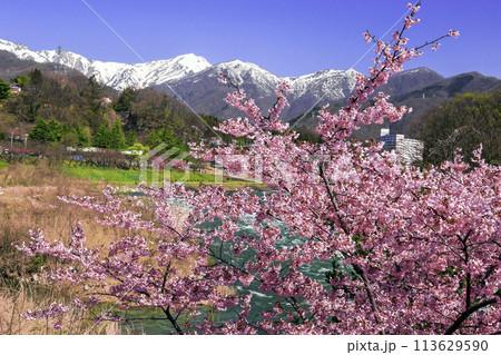 雪山と利根川とサクラ 113629590