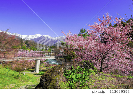 春の笹笛橋と雪の谷川連峰 113629592