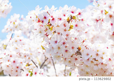 満開の桜 113629802