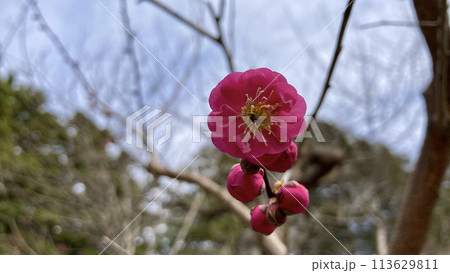春の庭園に咲く豊後梅(ぶんごうめ) 春の庭園に咲く豊後梅(ぶんごうめ) 113629811