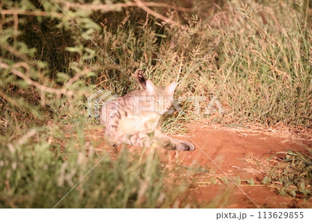 リビアヤマネコ リビアヤマネコ 113629855