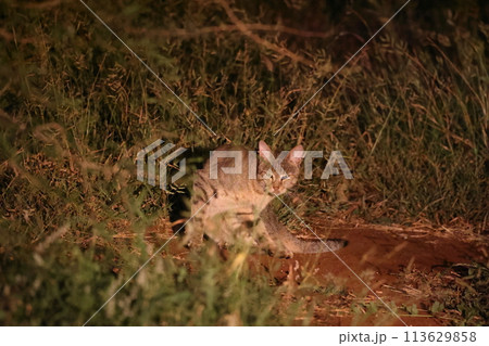 リビアヤマネコ 113629858