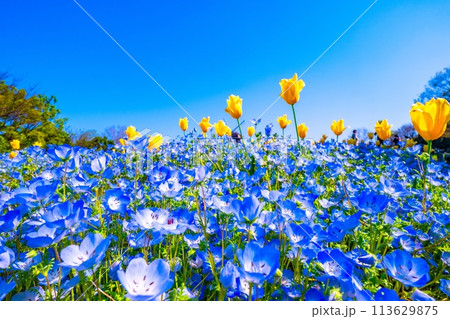 ネモフィラとチューリップの競演 113629875