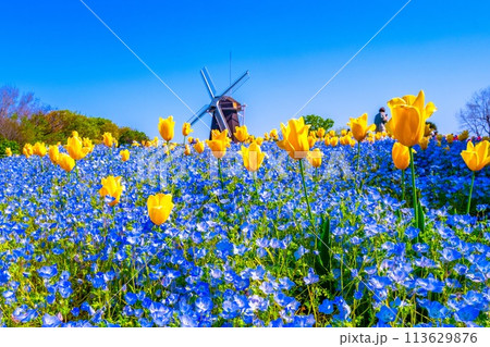 ネモフィラとチューリップと風車 113629876