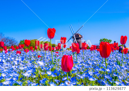 ネモフィラとチューリップと風車 113629877