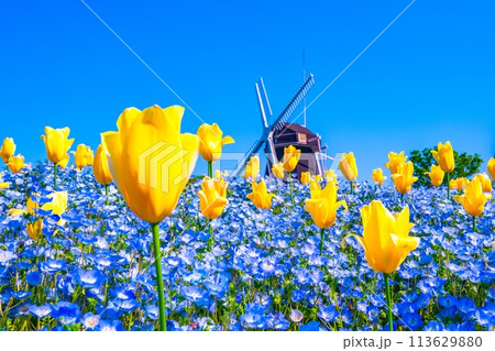 ネモフィラとチューリップと風車 113629880