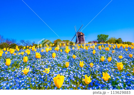 ネモフィラとチューリップと風車 113629883