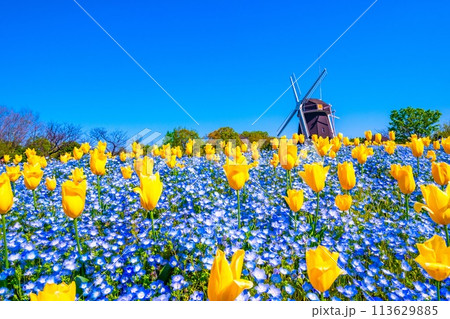 ネモフィラとチューリップと風車 113629885