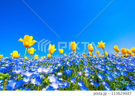 ネモフィラとチューリップの競演 ネモフィラとチューリップの競演 113629887