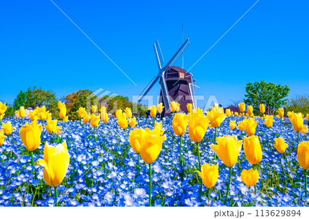 ネモフィラとチューリップと風車 113629894