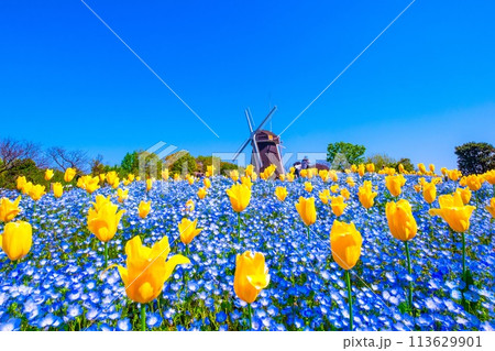 ネモフィラとチューリップと風車 113629901