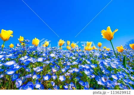 ネモフィラとチューリップの競演 113629912