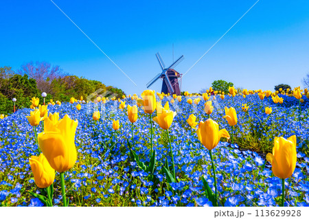 ネモフィラとチューリップと風車 113629928