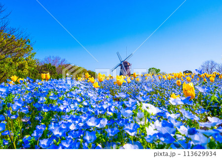 ネモフィラとチューリップと風車 113629934