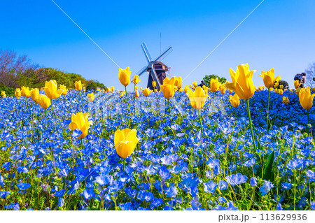 ネモフィラとチューリップと風車 113629936