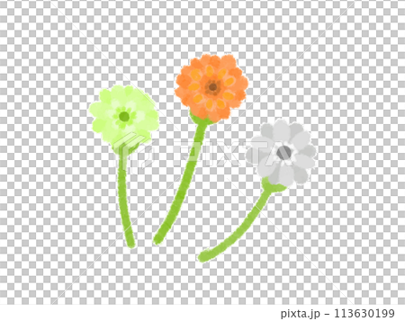 非洲菊插圖 113630199