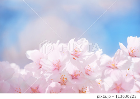 満開の桜のイメージ 背景画像 満開の桜のイメージ 背景画像 113630225