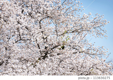 満開の桜 113630275