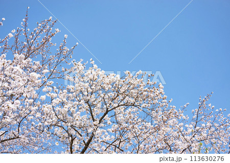 満開の桜 113630276